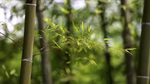 专业在线配资 新华视点|夏日里, 听一首乡村振兴“奋进曲”