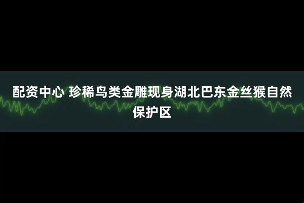 配资中心 珍稀鸟类金雕现身湖北巴东金丝猴自然保护区